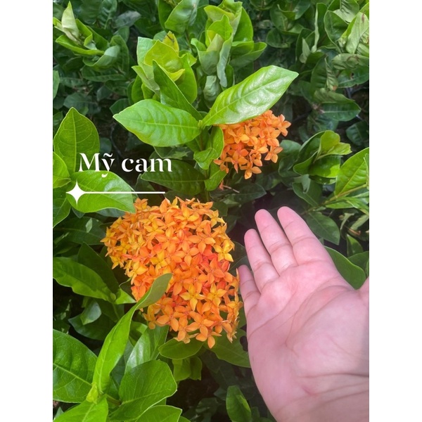 CÂY GIỐNG MẪU ĐƠN MỸ CAM TREE cao 50 cm