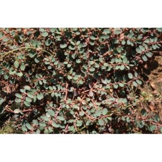 Cỏ Sữa Khô 01KG Tốt Cho Người Mới Sinh