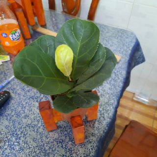 Cây Bàn Singapo mini