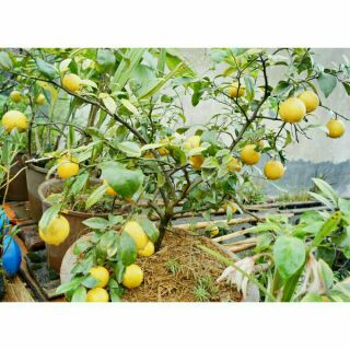 Cây giống chanh vàng Mỹ