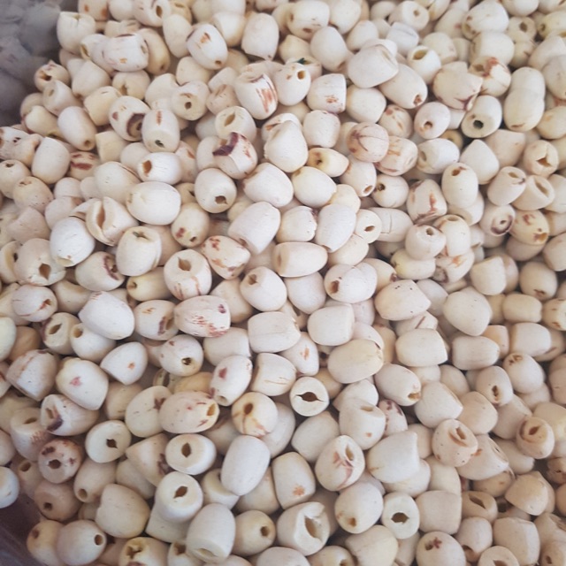 Sen Huế SẤY KHÔ LOẠI NGON  -date 2024