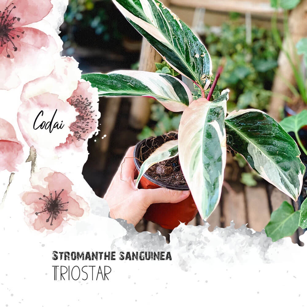 Cây Stromanthe sanguinea Triostar (Cây Tam Sắc, Cây Tam Tài) chậu nhựa