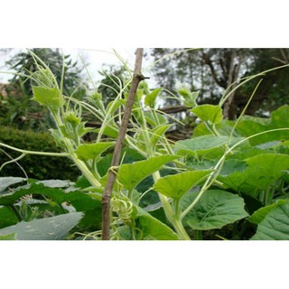 5 BỊT HẠT GIỐNG RAU