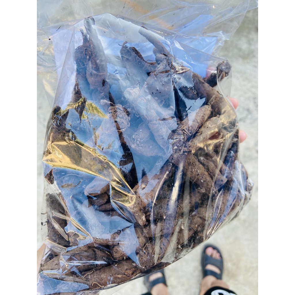 Sâm Cau Đen Khô  1kg hàng chuẩn loại 1 Dược liệu Tây Bắc