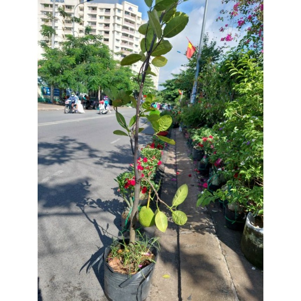 Cây 🌲 Mít Thái  1m6...đang trái