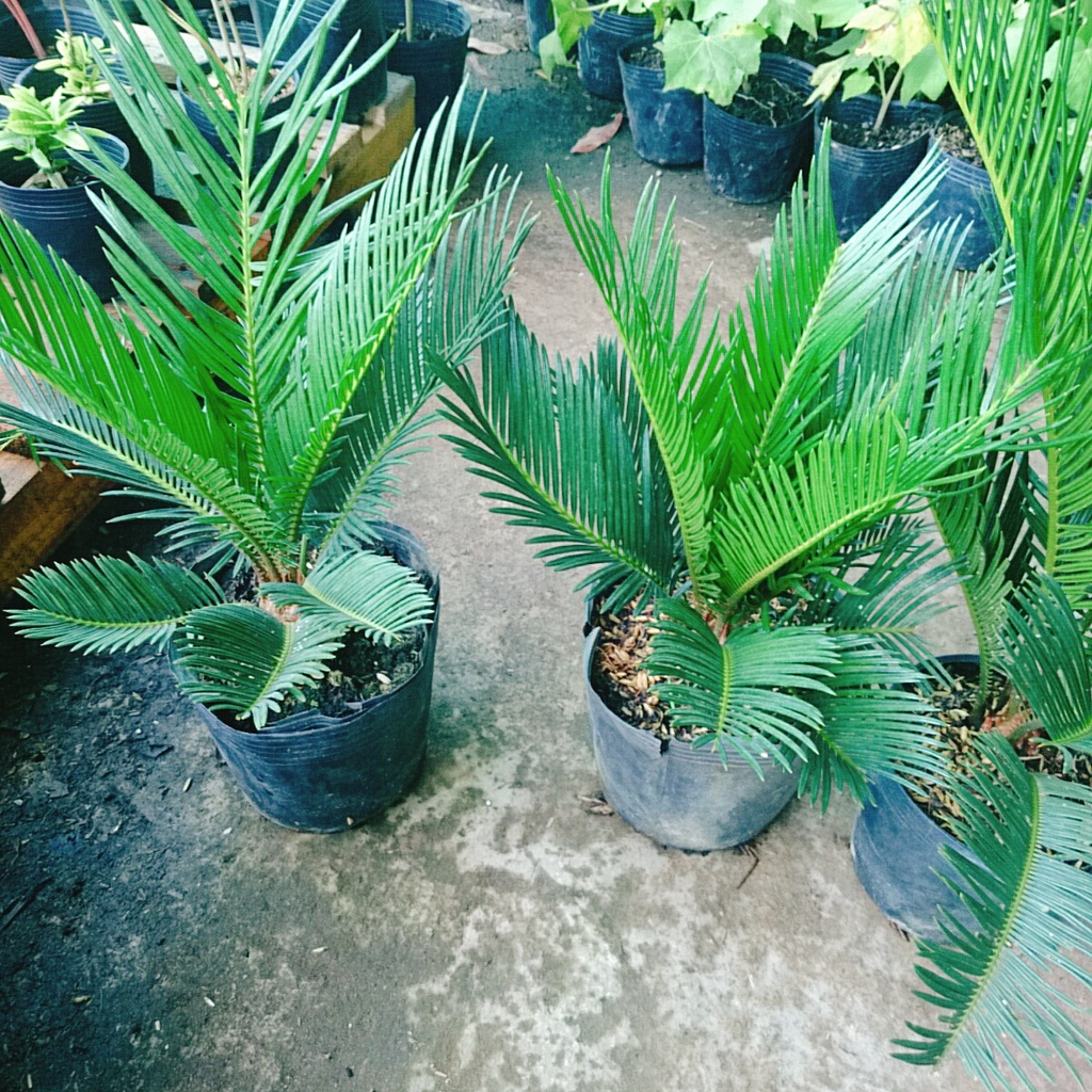 Cây thiên tuế  - cây cảnh để bàn