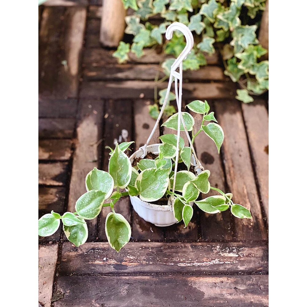 Cây Peperomia scandens Variegata (Cây Cupid) chậu treo bí ngô