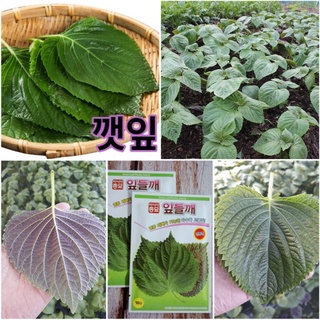 Nguyên gói 1500 HẠT GIỐNG LÁ MÈ HÀN QUỐC_ Nảy 99%, lá to lâu trổ bông