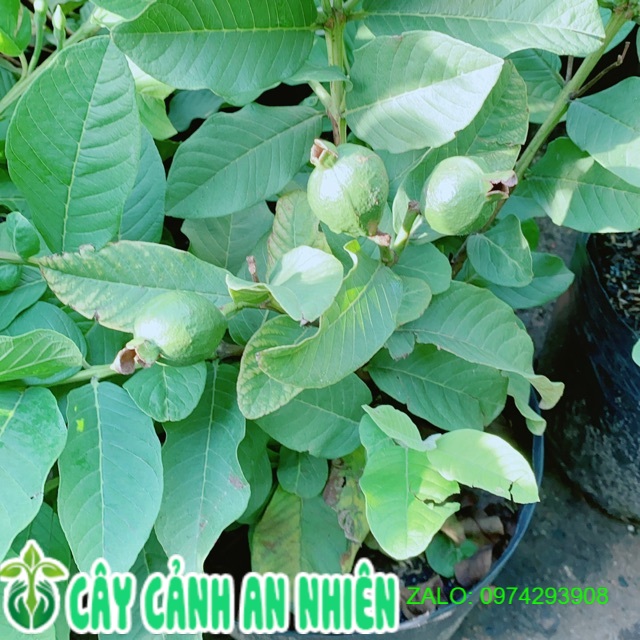 Cây Ổi Cho Sai Trái (có sẵn trái)