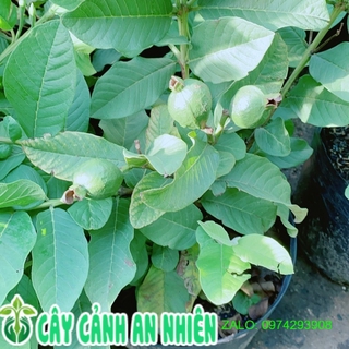 Cây Ổi Cho Sai Trái (có sẵn trái)