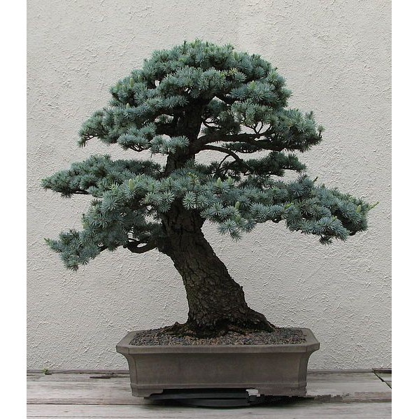 10 hạt giống cây thông bonsai nhật bản SHOP MỚI KHYẾN MẠI GIÁNG SINH