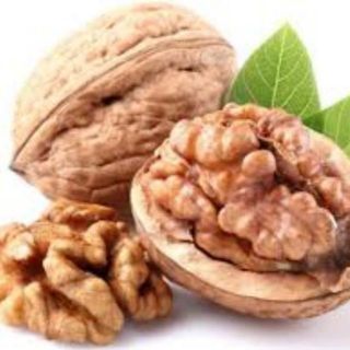 Cây giống óc chó