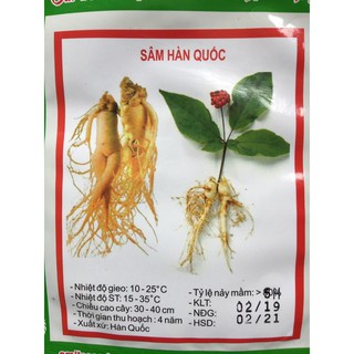 Hạt giống sâm Hàn Quốc 5 hạt/gói