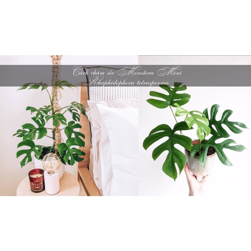 Cây Trầu bà lá xẻ form nhỏ-Monstera mini