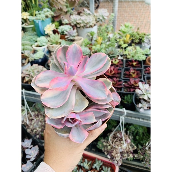 Sen đá Hồng Dâu Var 2-3 đầu 🍓🍓🍓