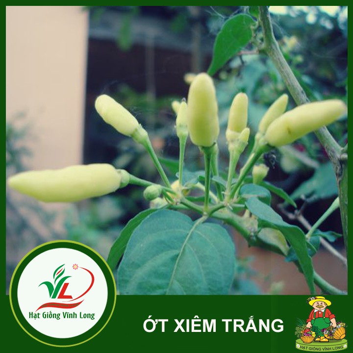 Hạt giống ớt xiêm trái trắng  - 15 hạt