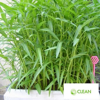 Giống rau muống 10g