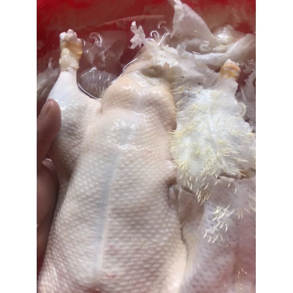 5 Kg Sáp Nhổ Lông Vịt - Loại Màu Trắng Xịn  tặng kèm 100g tẩy tách lông và 1 con dao làm lòng