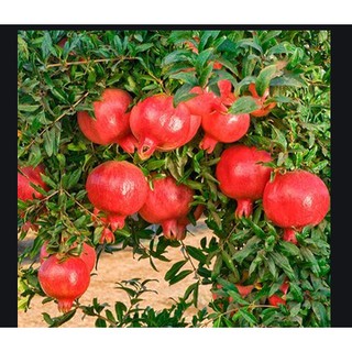 Hạt giống lựu lùn gói 20 hạt