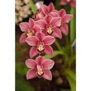 1 túi Phân bón cho lan, kích hoa và kích rể - Không hôi