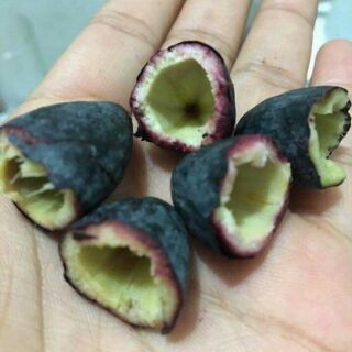 Cây giống Trám đen ,Trám trắng