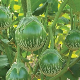 Hạt giống Cà bát da ếch - 1 gói/0,5gr