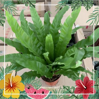 [CÂY PHONG THỦY] Cây tổ yến để bàn cỡ vừa cao 30cm, thân cây cực nhiều nhánh lá xanh tươi quanh năm, trang trí nội thất