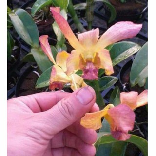 Cây hoa lan dendro Bò Nâu cây trưởng thành sắp hoa