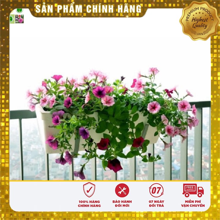 Hạt giống Hoa Dạ Yến Thảo Mix 100 Hạt [Bán Sỉ]