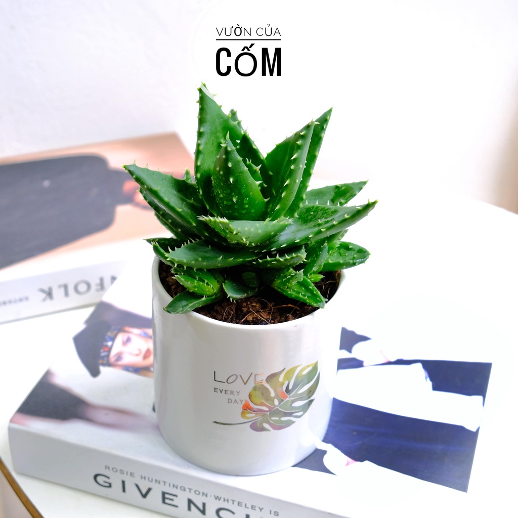 Cây Nha Đam để bàn kèm chậu sư indecal  . Giúp thanh lọc không khí , mang phong thủy