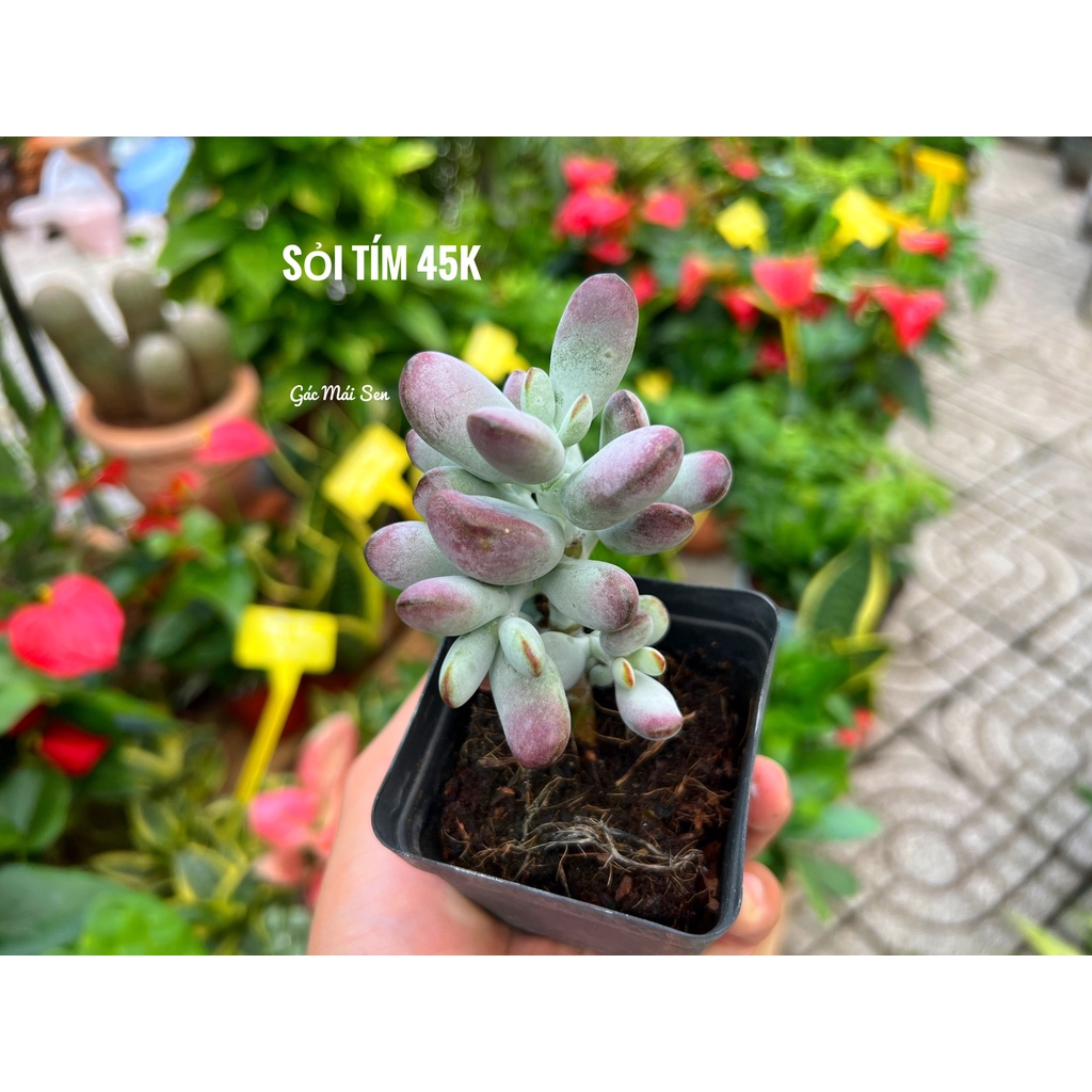 SEN ĐÁ SỎI TÍM KHỎE ĐẸP - GMS