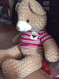 Gấu bông teddy 1m6( khổ vải)
