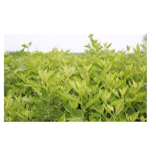 MIẾNG ĐẮP MẮT LẠNH HƯƠNG NGẢI CỨU