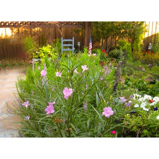 Cây chiều hồng( bầu 4-5 cây)