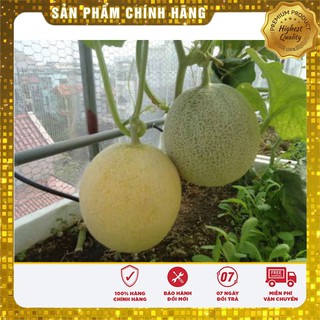 Hạt Giống Dưa Lưới Xanh Ruột Vàng(10 hạt)