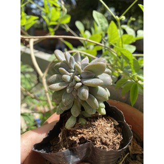 Sen đá giọt lệ