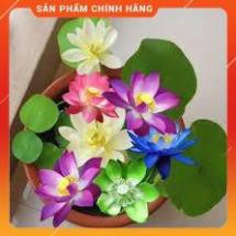 HẠT GIỐNG SEN NHẬT MINI GÓI 5 HẠT
