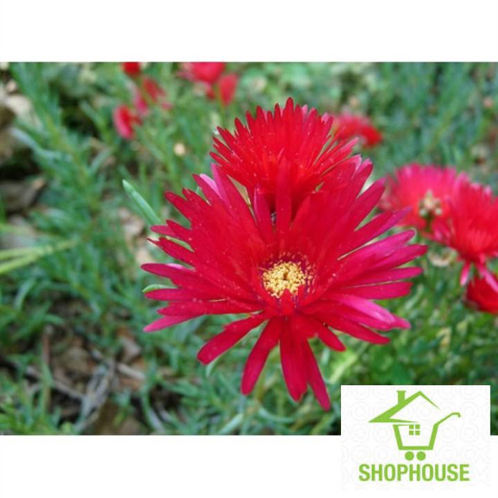 shophouse Gói 500 hạt giống hoa mười giờ châu phi f1 (cúc cầu vồng) SHOP HOUSE TẾT KHUYẾN MẠI