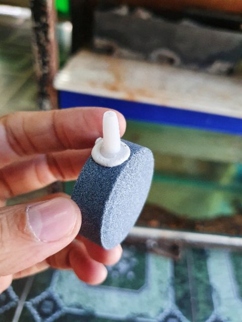 SỦI DĨA OXY HỒ CÁ NON BỘ ĐƯỜNG KÍNH 4CM