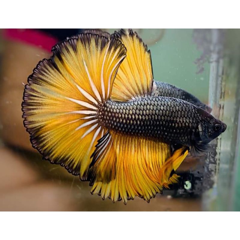 BETTA Đuôi Xòe Siêu Đẹp giao ngẫu nhiên-2Con trống tặng thức ăn