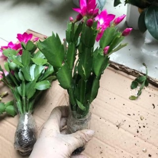 Lan càng cua( set 3 khóm, 3 màu bất kỳ)