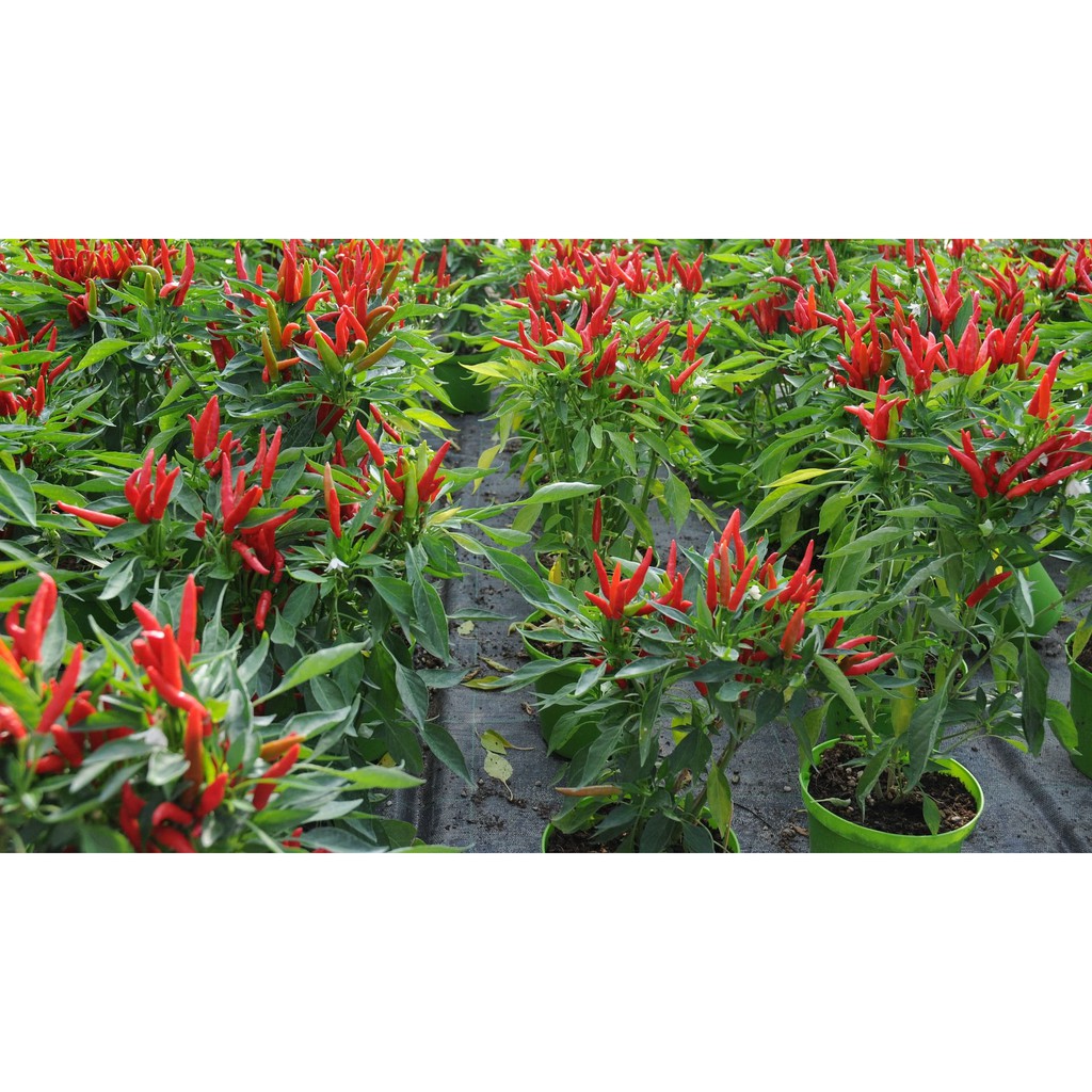 Gói 112 hạt giống cây Ớt Chỉ Thiên
