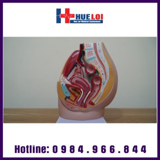 Mô hình giải phẫu sinh dục nữ