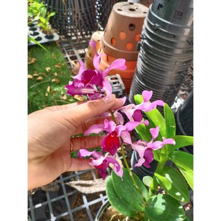 Dendro nắng Lưỡi Bò Tím - Cây tơ sắp cho hoa