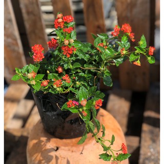 Chậu ngũ sắc hoa màu đỏ cờ