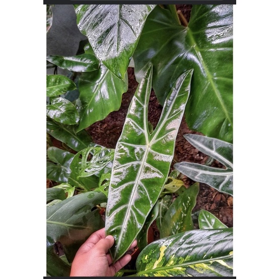 cây môn alocasia longiloba giá ưu đãi 10 đơn đầu