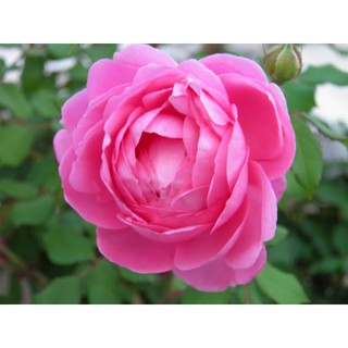 Chậu cây hồng Quế Son (hồng bụi hoa thơm) size chậu C9 - Trang Flowers