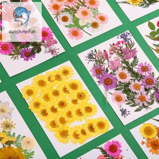 Hoa Ép Khô Dùng Để Trang Trí Diy