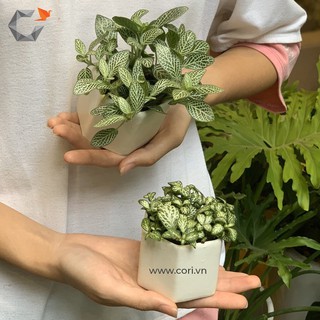 [Chậu xi măng cao cấp Cori] Chậu lục giác mini - The Hexagon
