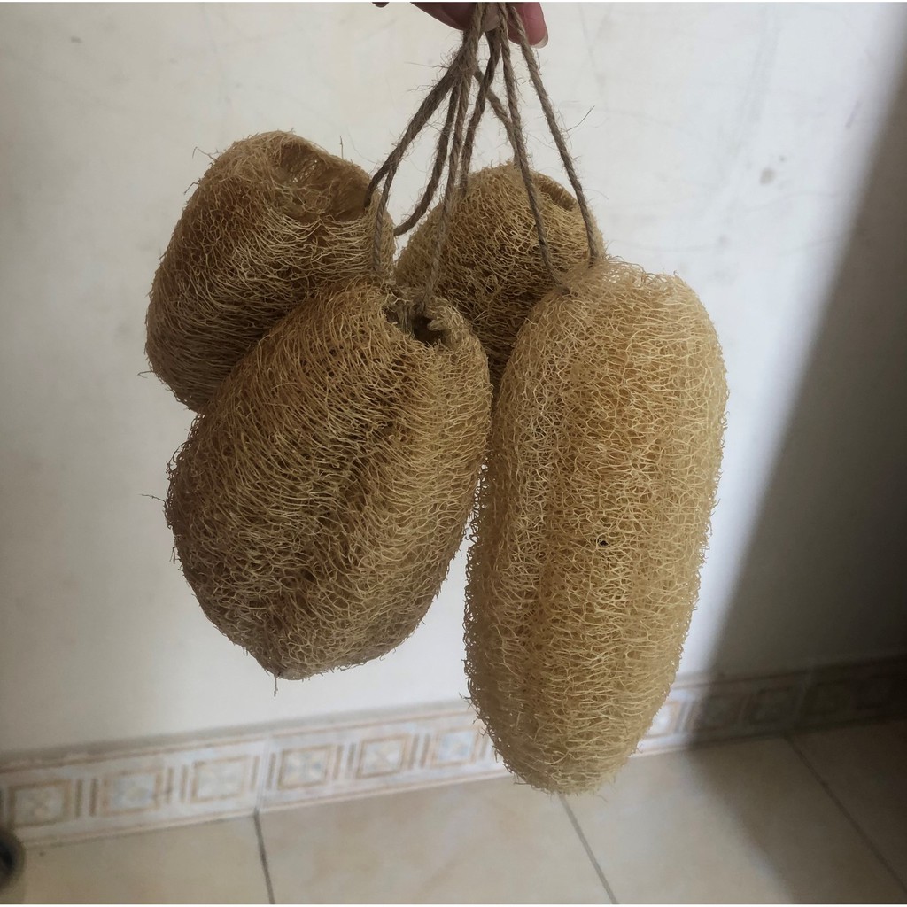 Combo Xơ mướp size 15-20cm